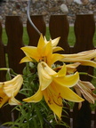 Blumen